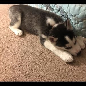 Meet your Posher, Danielle